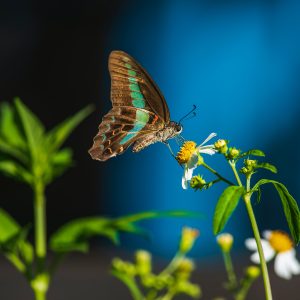 Commercial Photography for Print Ads